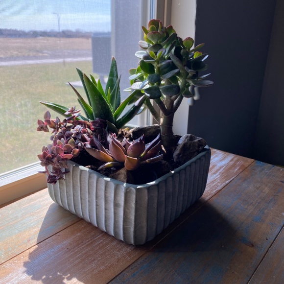 Meet your Posher, Joslin - Picture 3 of 3